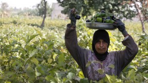 More Syrian women are entering the workforce © AFP