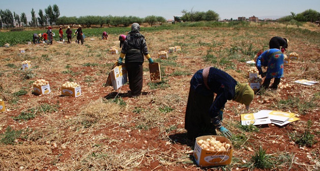 التنمية الريفية في وزارة الزراعة السورية